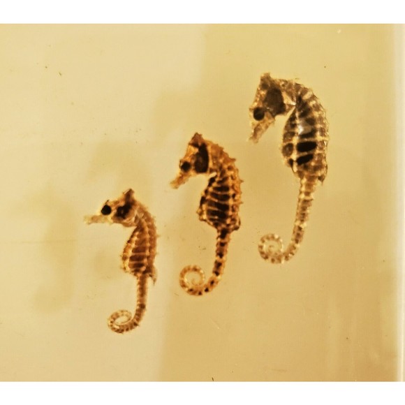 1970 Lucite Acrylic Bookends Nautical Ocean Beach Seashells Seahorses Starfish - Picture 8 of 16